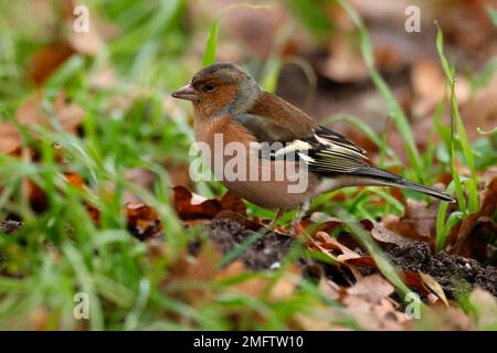 Chaffinch comune (coelebs Fringilla) in erba, fauna selvatica, Germania Foto Stock