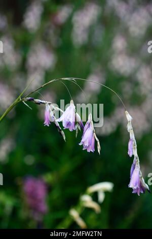 Dierama nixonianum,viola,lilla,fiore,fiori,fioritura,piante perenni,cascading,inarcamento,penzolante,appeso,a forma di campana,RM floral Foto Stock