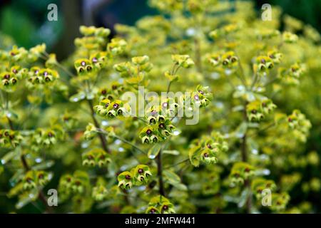 euphorbia x martinii ascot arcobaleno, euphorbias, spurge, spurges, verticale fiori bratti, verde-lime con un occhio rosso, verde-lime e rosso fiori bratti, RM Flora Foto Stock