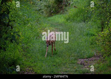 Un giovane cervo dalla coda bianca in Pennsylvania Foto Stock