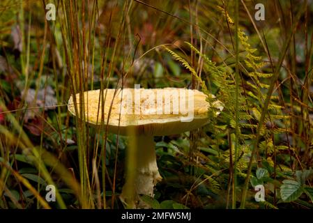 Distruggere Angel Mushroom in una foresta della Pennsylvania Foto Stock