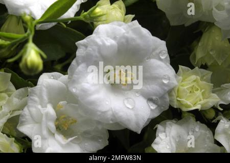 Bellflower Carpathian bianco (Campanula Haylodgensis) Foto Stock