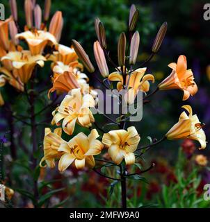 Lilium Orange Planet, Orange Planet tromba giglio, Orienpet lilt, profumato arancio giglio, fiori verso l'alto, verso l'alto fiori tromba, letto misto, misto Foto Stock