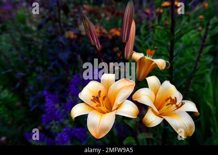 Lilium Orange Planet, Orange Planet tromba giglio, Orienpet lilt, profumato arancio giglio, fiori verso l'alto, verso l'alto fiori tromba, letto misto, misto Foto Stock