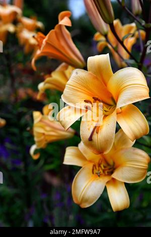 Lilium Orange Planet, Orange Planet tromba giglio, Orienpet lilt, profumato arancio giglio, fiori verso l'alto, verso l'alto fiori tromba, letto misto, misto Foto Stock