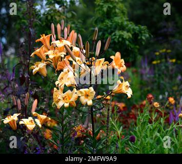 Lilium Orange Planet, Orange Planet tromba giglio, Orienpet lilt, profumato arancio giglio, fiori verso l'alto, verso l'alto fiori tromba, letto misto, misto Foto Stock