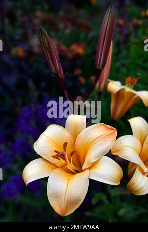 Lilium Orange Planet, Orange Planet tromba giglio, Orienpet lilt, profumato arancio giglio, fiori verso l'alto, verso l'alto fiori tromba, letto misto, misto Foto Stock