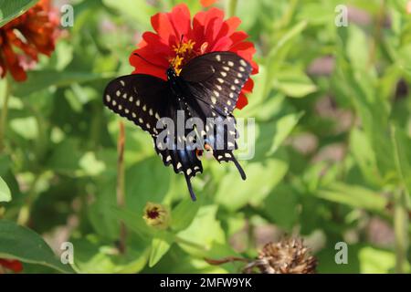 Un primo piano di una farfalla a coda di rondine del vecchio mondo (Papilio machaon) poggiata sulla zinnia rossa Foto Stock