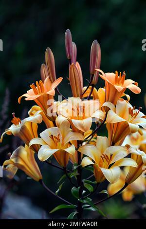 Lilium Orange Planet, Orange Planet tromba giglio, Orienpet lilt, profumato arancio giglio, fiori verso l'alto, verso l'alto fiori tromba, letto misto, misto Foto Stock