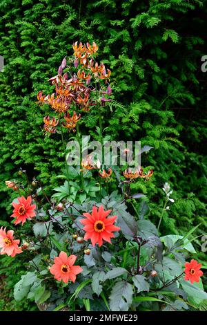 Lilium Martagon Early Bird, Lilium Martagon Arabian Night, Red dahlia, Red dark leaved dahlia, Martagons e dahlias, Martagon giglio e dahlia, giglio, lilli Foto Stock