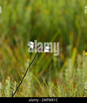 Vedova skimmer dragonfly maschio, Libellula luctuosa, Wichita Mountains Wildlife Refuge, Oklahoma Foto Stock