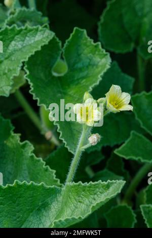 Ecballium elaterium, cetriolo squirting, perenne finale con fiori giallo pallido frutta squirt semi su grandi distanze quando matura Foto Stock