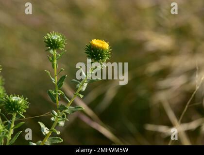 Curlycup Gumweed, Grindelia squarrosa, Wichita Mountains Wildlife Refuge, Oklahoma Foto Stock