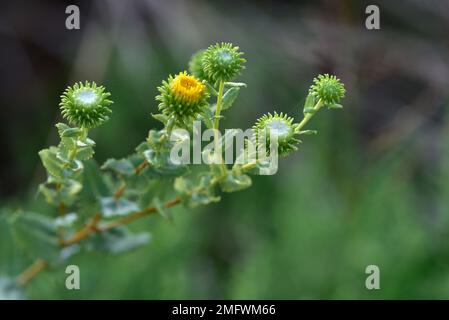 Curlycup Gumweed, Grindelia squarrosa, Wichita Mountains Wildlife Refuge, Oklahoma Foto Stock