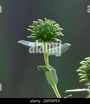 Curlycup Gumweed, Grindelia squarrosa, Wichita Mountains Wildlife Refuge, Oklahoma Foto Stock