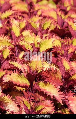 Solenostemon scutellarioides Henna, Coleus Henna, foglie dentellate bordate rosa e venate con fill verde-lime Foto Stock