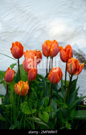 tulipa principessa arancione, doppia forma di Tulipa principessa Irene, doppio tulipano tardivo, arancione petali fiammato granato rosso, tulipano fiorito peony, tulipani, primavera in t Foto Stock