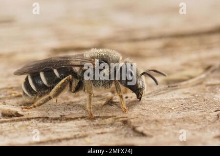 Particolare primo piano su un'ape mediterranea all'estremità del solco, Halictus seduta su legno Foto Stock