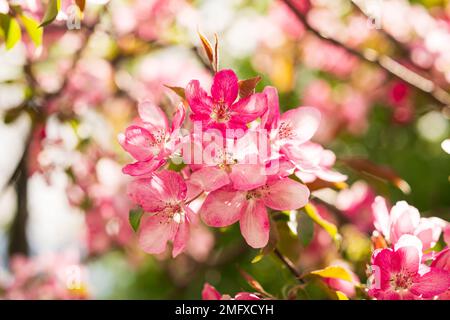 Albero di Mela Malus Rudolph, con fiori rosa scuro sullo sfondo sfocato bokeh. Molla. Disegno floreale astratto. Foto Stock