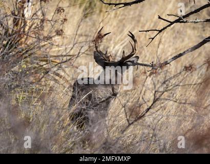 Couse Whitetail Deer Buck nelle Montagne Chiricahua Arizona Foto Stock