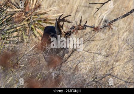 Couse Whitetail Deer Buck nelle Montagne Chiricahua Arizona Foto Stock