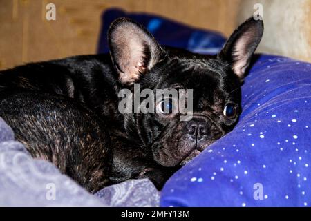 Primo piano ritratto di un bulldog francese nero che giace blu su un cuscino Foto Stock