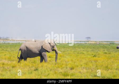 Elefanti nel selvaggio africano Foto Stock