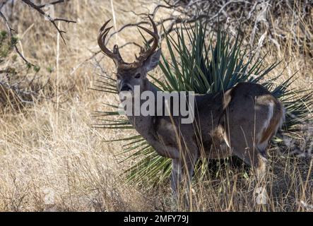 Couse Whitetail Deer Buck nelle Montagne Chiricahua Arizona Foto Stock