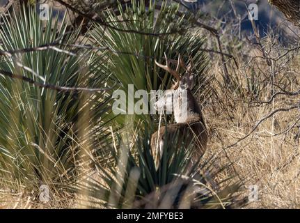 Couse Whitetail Deer Buck nelle Montagne Chiricahua Arizona Foto Stock