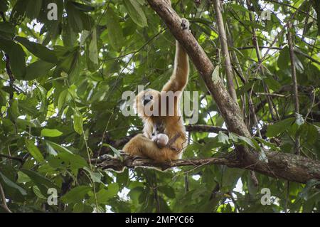 Donna che canta madre gibbone con neonato nel Parco Nazionale di Cat Tien Vietnam Foto Stock