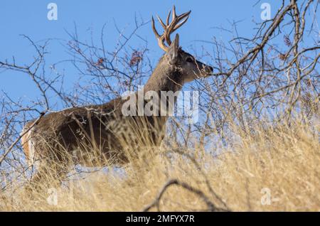 Couse Whitetail Deer Buck nelle Montagne Chiricahua Arizona Foto Stock