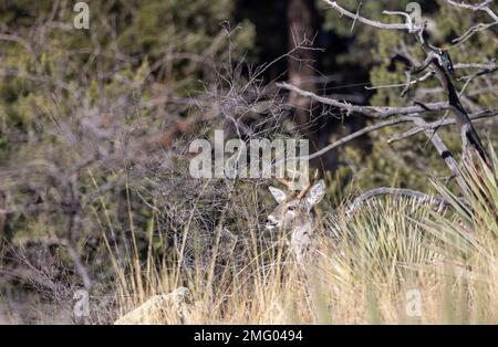 Couse Whitetail Deer Buck nelle Montagne Chiricahua Arizona Foto Stock