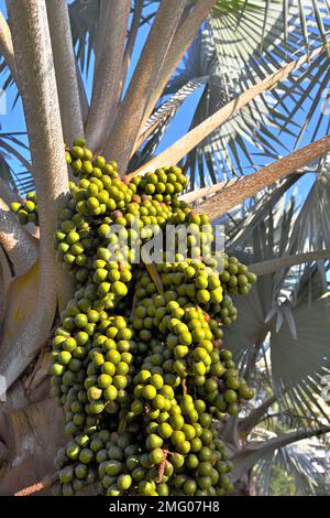 Olio di palma con frutta verde in grappolo su albero Foto Stock