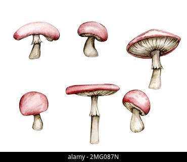Illustrazione acquerello con fungo rosso. Elemento disegnato a mano. Foresta carino fungo isolato su bianco. Carino dipinto a mano fiaba illustrazione Foto Stock