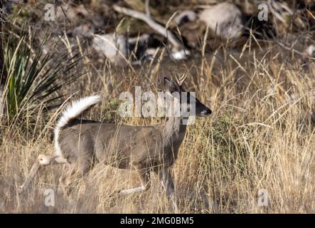 Couse Whitetail Deer Buck nelle Montagne Chiricahua Arizona Foto Stock