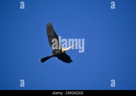 Anhinga (anhinga anhinga), a volte chiamato snakebird, darter, darter americano, o tacchino d'acqua, Visto volare a Buenos Aires Foto Stock