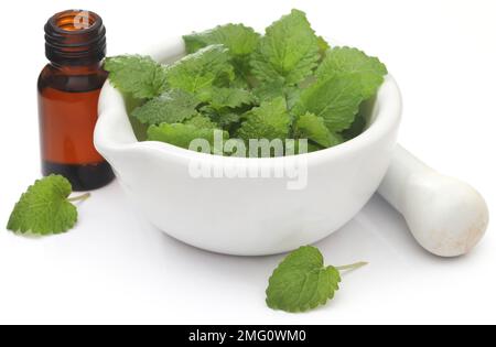 Foglie di balsamo al limone con olio essenziale estratto in bottiglia Foto Stock