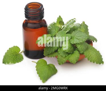 Foglie di balsamo al limone con olio essenziale estratto in bottiglia Foto Stock