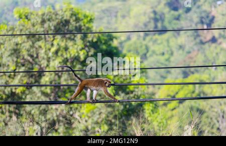 Scimmie che camminano sui fili in Sri Lanka Foto Stock