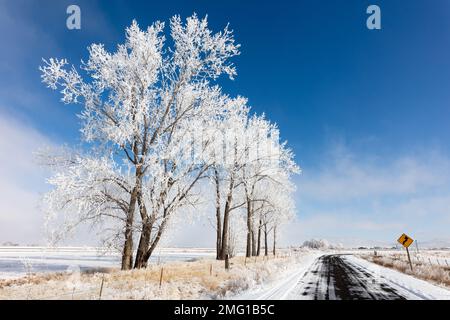 Paesaggio invernale con brina e alberi innevati vicino a Baker City, Oregon Foto Stock