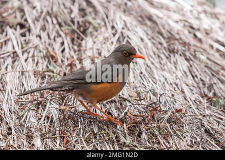 Mughetto abissino, Turdus abyssinicus, adulto singolo arroccato su tetto di paglia, lago Nakuuru, Kenya Foto Stock