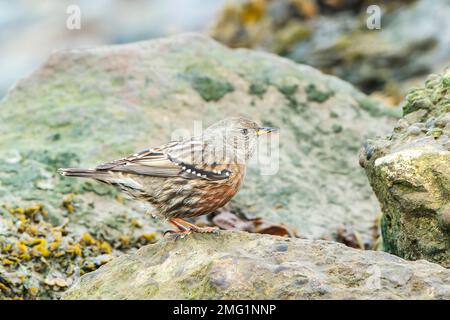 Accento alpino, Prunella claris, adulto singolo sul terreno a Sloughden Suffolk, Inghilterra, Regno Unito Foto Stock