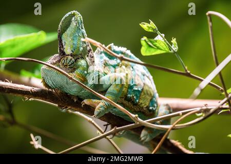 animali da zoo in germania Foto Stock