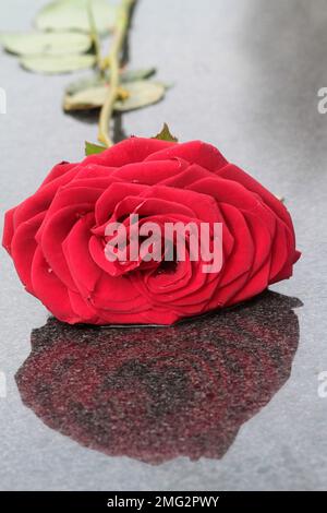 Amori perduti. Rosa rossa posta su una lapide. Cimitero di Père Lachaise. Ile-de-France. Francia. Europa. Foto Stock