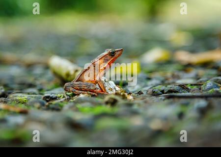 La brillante rana della Foresta o rana di Warszewitsch (Lithobates warszewitschii), Arenal Observatory Lodge, Volcano Arenal National Park, Costa Rica. Foto Stock