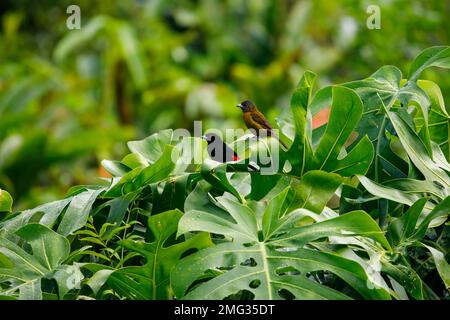 Coppia di tanagers scarlatto-rumped maschio e femmina (Ramphocelus passerinii), Parco Nazionale del Vulcano Arenal, Providencia de Alajuela, Costa Rica. Foto Stock