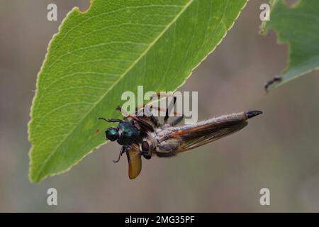 La mosca rapinatore (Ailidae) si nutre di uno scarabeo catturato aspirando i fluidi corporei della preda. Foto Stock