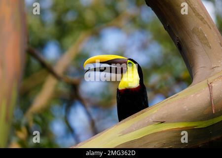 Toucan castagno-mandibled (Ramphastos ambiguus swaissonii) una sottospecie del toucan giallo-gola, Parco Nazionale del Vulcano Arenal, Costa Rica. Foto Stock