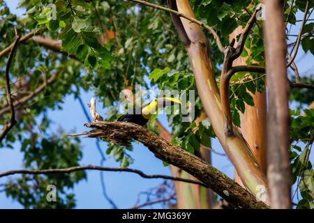 Toucan castagno-mandibled (Ramphastos ambiguus swaissonii) una sottospecie del toucan giallo-gola, Parco Nazionale del Vulcano Arenal, Costa Rica. Foto Stock