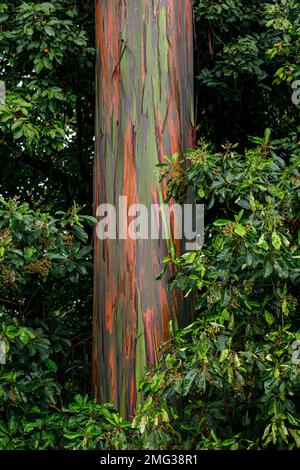 Alberi colorati di Eucalipto arcobaleno, Eucalipto deglupta, che crescono presso l'Arenal Observatory Lodge nel Parco Nazionale del Vulcano Arenal, Costa Rica. Foto Stock